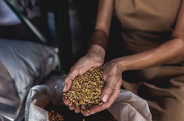 Malt being held in hands